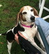 Roxy the Loving Beagle