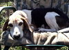 Roxy the Loving Beagle