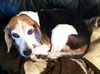 Roxy the Loving Beagle