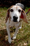 Roxy the Loving Beagle