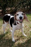 Roxy the Loving Beagle