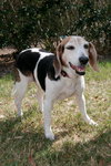 Roxy the Loving Beagle