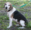 Roxy the Loving Beagle