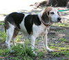 Roxy the Loving Beagle