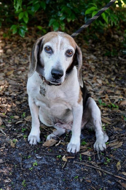 Roxy the Loving Beagle