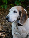 Roxy the Loving Beagle
