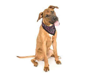 Winston the Ridgeback Mix
