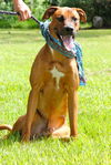 Winston the Ridgeback Mix