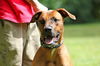 Winston the Ridgeback Mix