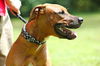 Winston the Ridgeback Mix