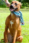 Winston the Ridgeback Mix