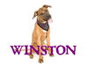 Winston the Ridgeback Mix