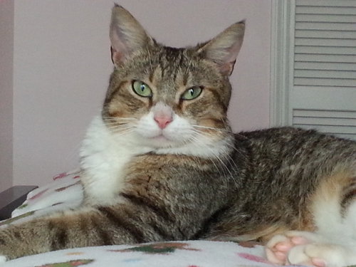 Lizzie the Abandoned Cat