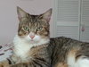 Lizzie the Abandoned Cat