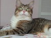 Lizzie the Abandoned Cat