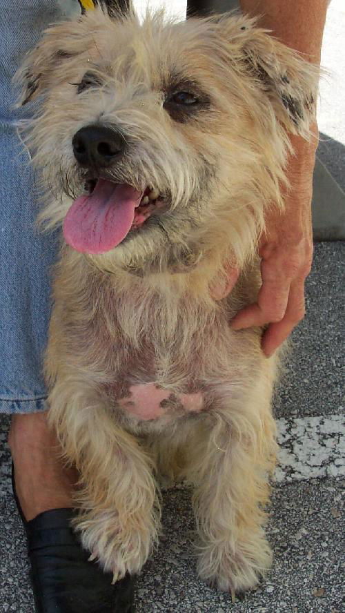 Parker the Wired Hair Terrier