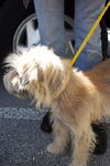 Parker the Wired Hair Terrier