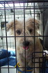 Parker the Wired Hair Terrier