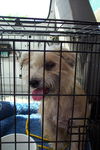 Parker the Wired Hair Terrier