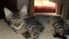 Aiden the Maine Coon Mix Kitten