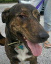 Frenchie the Sheltie/Ridgeback