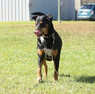 ***Beamer*** the Sheltie/Ridgeback Mix