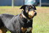 ***Beamer*** the Sheltie/Ridgeback Mix