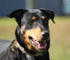 ***Beamer*** the Sheltie/Ridgeback Mix