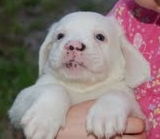 Taffy the Pure White Puppy