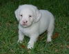 Taffy the Pure White Puppy