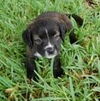 Peanut Brittle the Fluffy Puppy