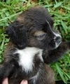Peanut Brittle the Fluffy Puppy
