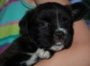 Skittles the Fluffy Puppy