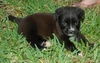 Skittles the Fluffy Puppy