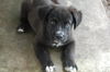 Skittles the Fluffy Puppy