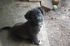 Skittles the Fluffy Puppy