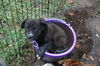 Skittles the Fluffy Puppy