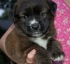 Kit Kat the Beautiful Brindle Puppy