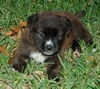 Kit Kat the Beautiful Brindle Puppy