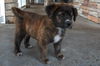 Kit Kat the Beautiful Brindle Puppy