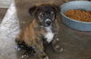 Kit Kat the Beautiful Brindle Puppy