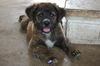 Kit Kat the Beautiful Brindle Puppy