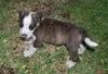 Mrs. Goodbar the Sweet Puppy