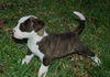 Mrs. Goodbar the Sweet Puppy