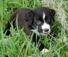 Hershey the Candy Puppy