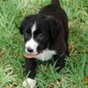 Hershey the Candy Puppy