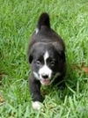 Hershey the Candy Puppy