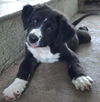 Hershey the Candy Puppy