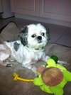 Thai the Shih Tzu
