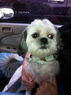 Thai the Shih Tzu
